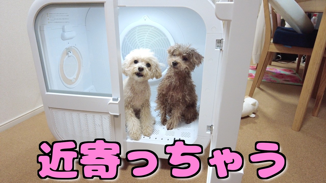 新しいドライヤールームで広々したのについ密着しちゃう兄妹犬が可愛すぎたｗ【トイプードル】