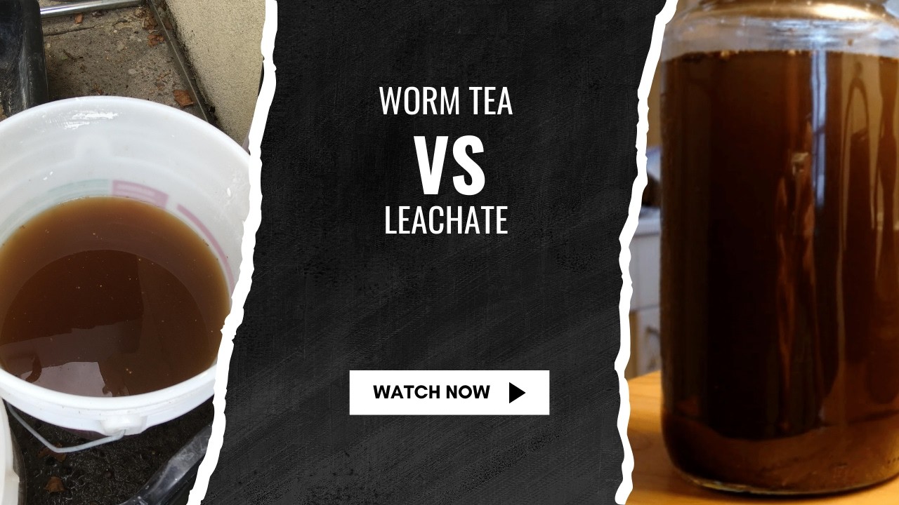 Worm Tea vs Leachate: The Real Difference Explained