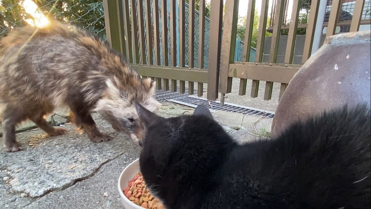 2026.01.18 野良子猫三兄弟のご飯タイム～子たぬき現るご飯ver.～(字幕あり)