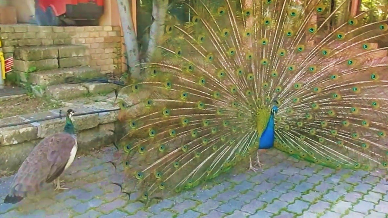 Pavone che fa la ruota