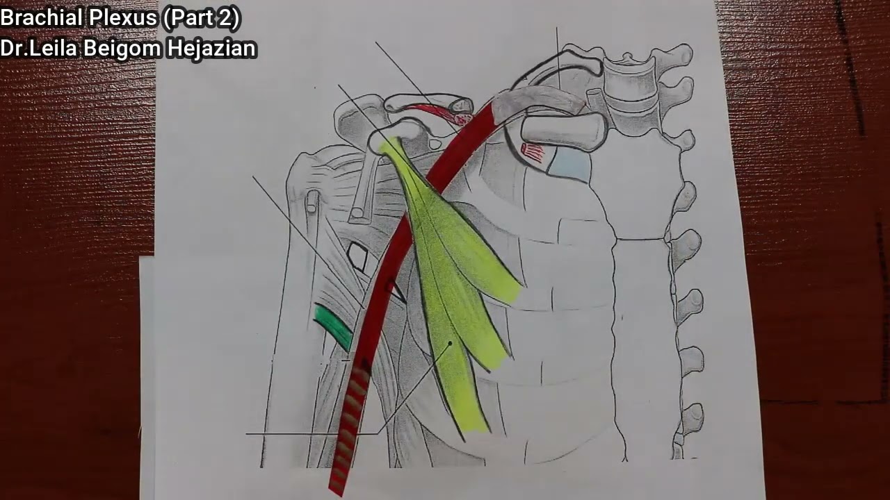 شبکه عصبی بازویی (پارت 2)