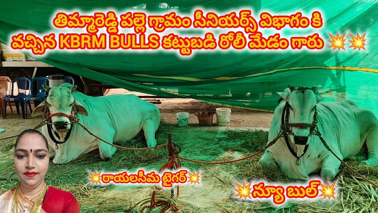 తిమ్మారెడ్డి పల్లె గ్రామం||సీనియర్స్ విభాగం కి వచ్చిన జత KBRM BULLS కట్టుబడి రోలీ మేడం గారు 💥💥