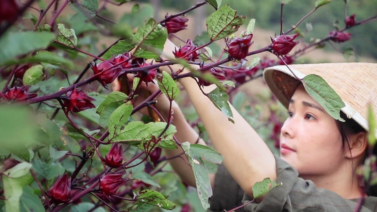 【花期有食】洛神花，一种酸甜好吃的“植物红宝石”【滇西小哥】