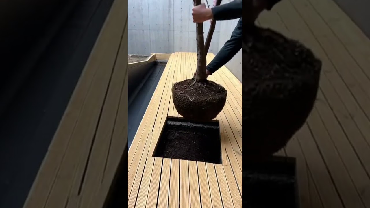 Minimal Japanese Sakura Courtyard | Single Tree, Water Mirror & Wood Deck 🧊🌸