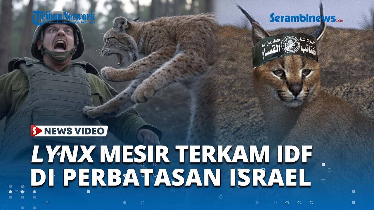 Ganas! Lynx Mesir Tiba tiba Muncul di Perbatasan Israel Mesir, Tentara IDF Diterkam Membabi Buta