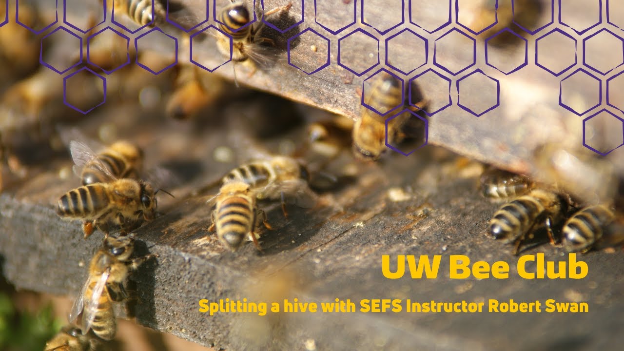 UW Bee Hives with SEFS Instructor Robert Swan