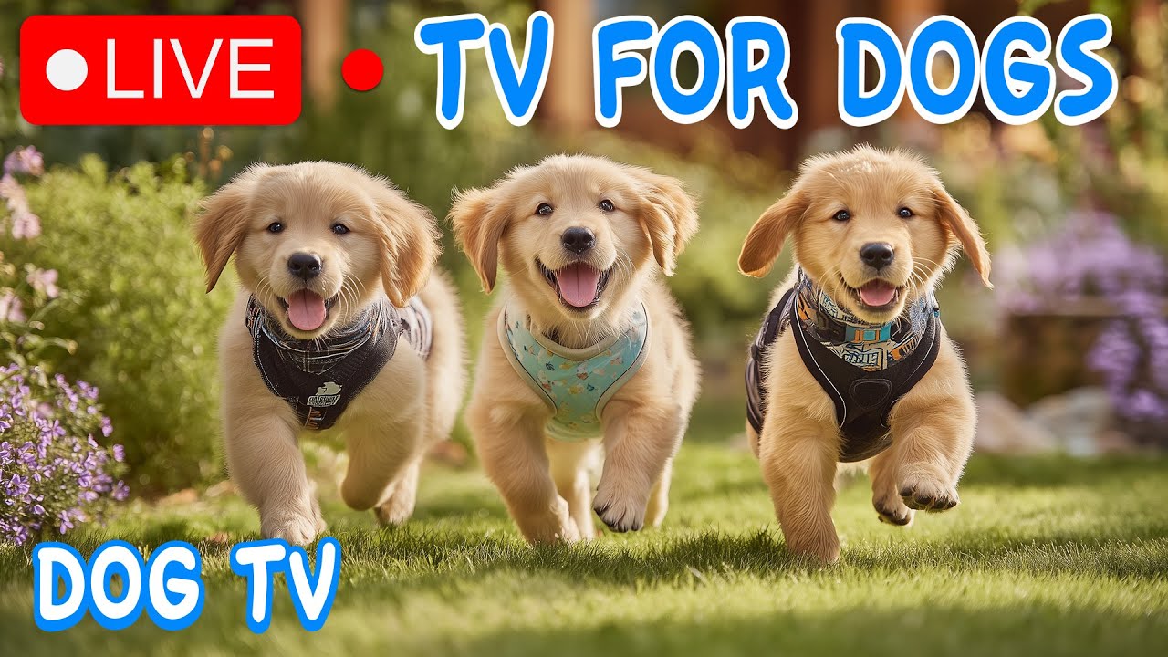 12 часов ТВ для собак 🐶❤️ Видео против тревоги для собак одних дома 🐾 Спокойная музыка