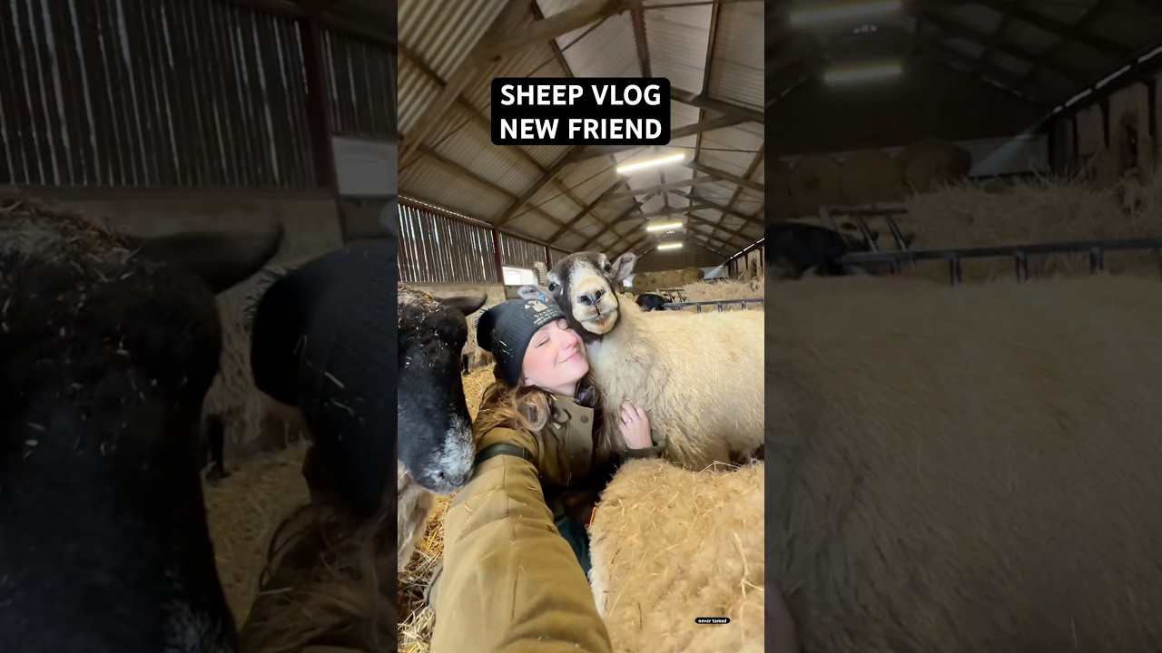 One of the new sheep came up to me and bit my nose and now we’re friends? 