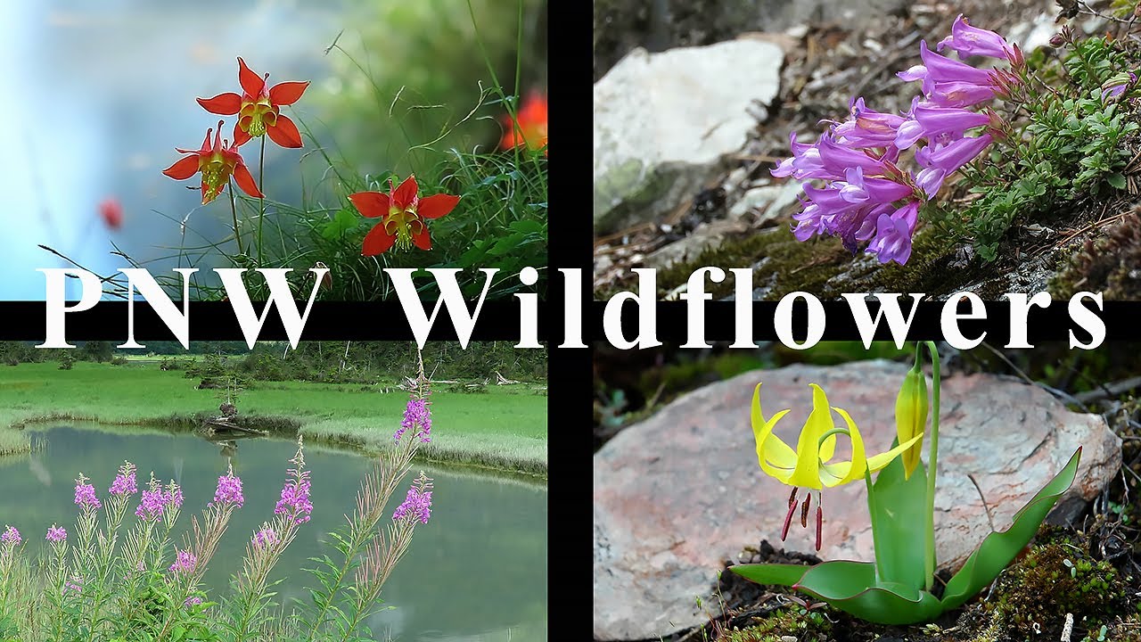 Wildflowers of the Pacific Northwest | British Columbia