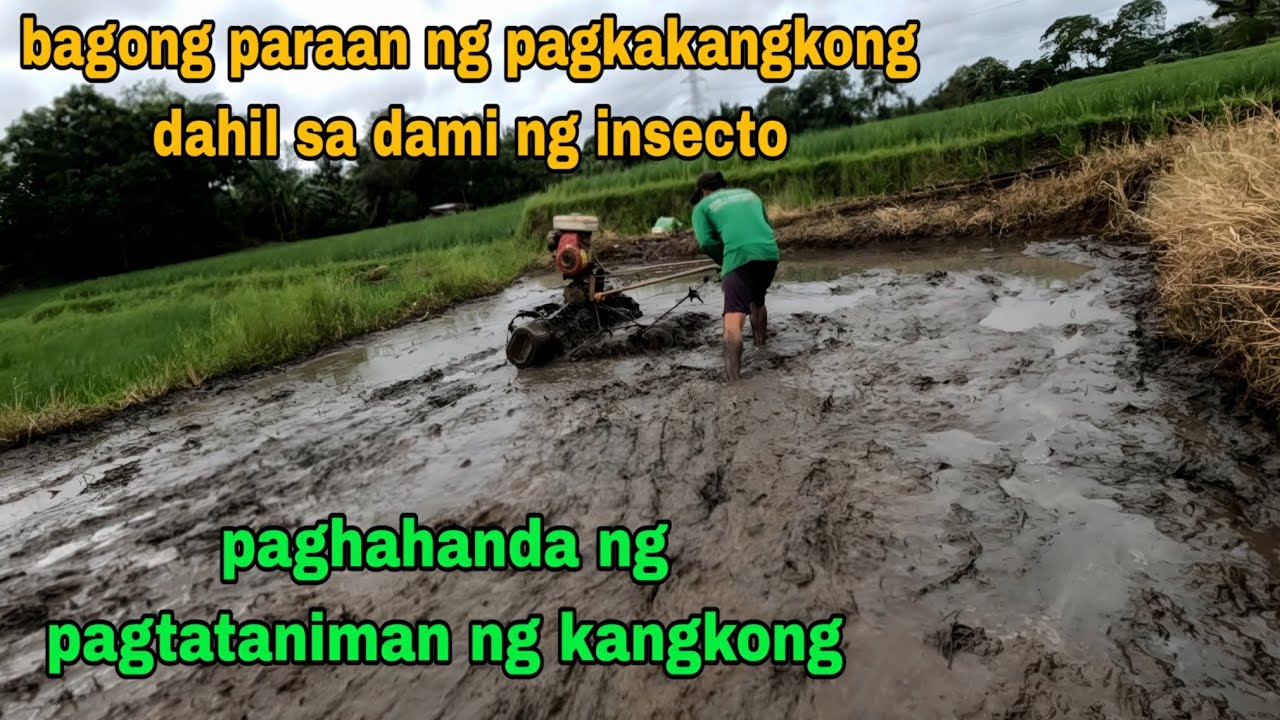 Bagong paraan sa pagtatanim ng kangkong