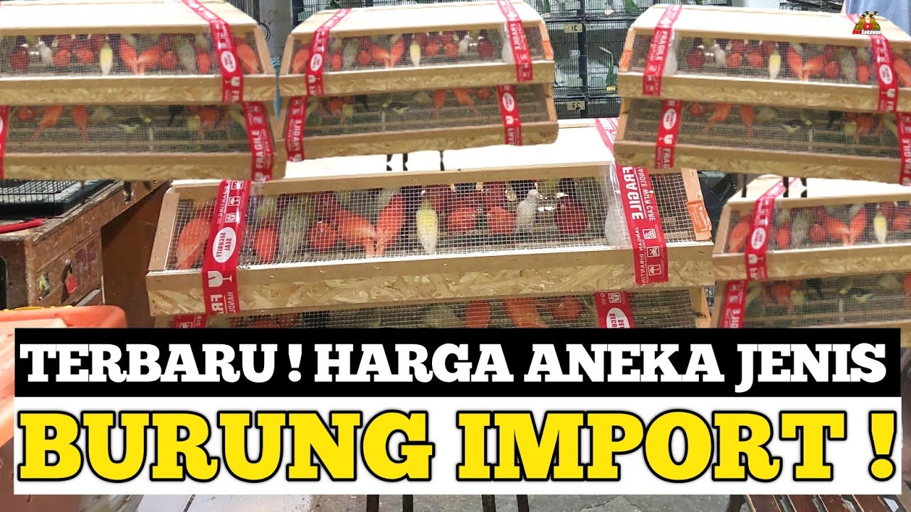 HARGA KHUSUS BURUNG IMPORT TERKINI TAHUN 2023 DI PASAR BURUNG PRAMUKA