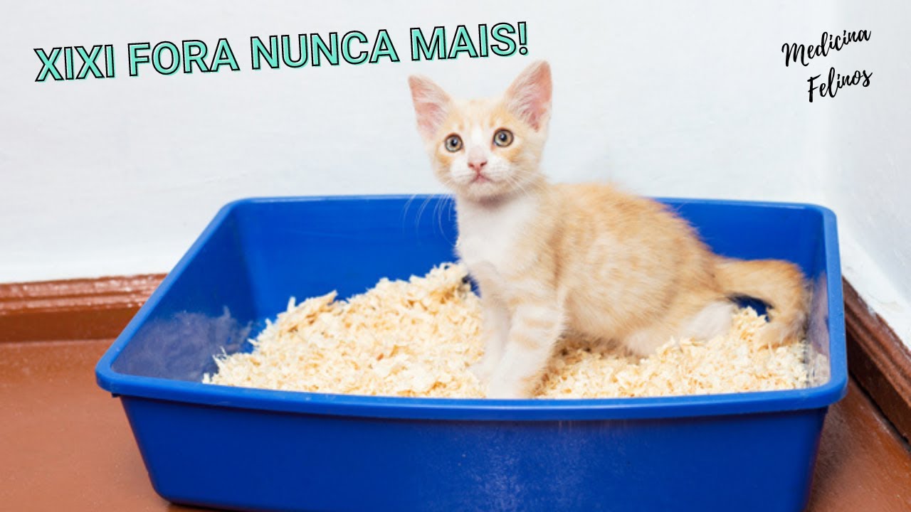 Dicas simples para seu gato PARAR de fazer XIXI fora da CAIXA DE AREIA!