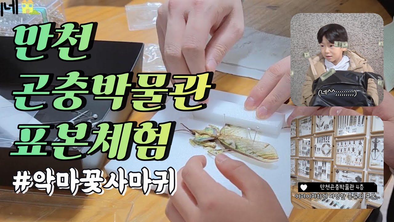 💚도겸이네💚 만천곤충박물관에서 악마꽃사마귀 표본 만들기 #곤충박물관