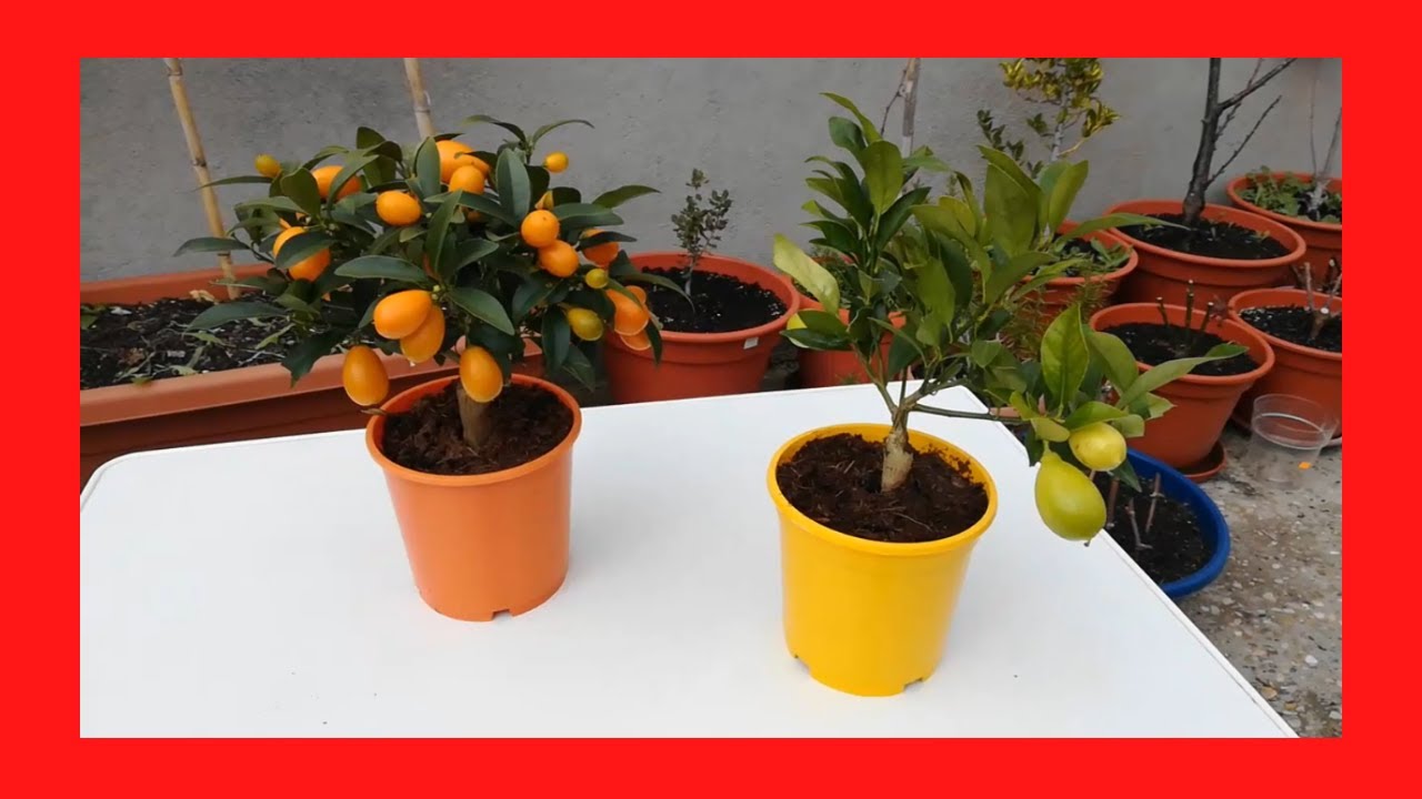 Kumquat y Limequat Fortunella del Lidl