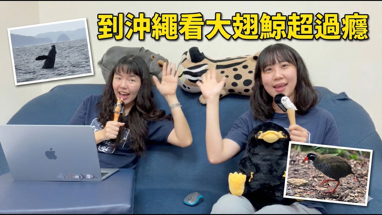 EP50【旅遊特輯】沖繩大冒險：喝煉乳長大的大翅鯨與遇見生態殺手的山原秧雞