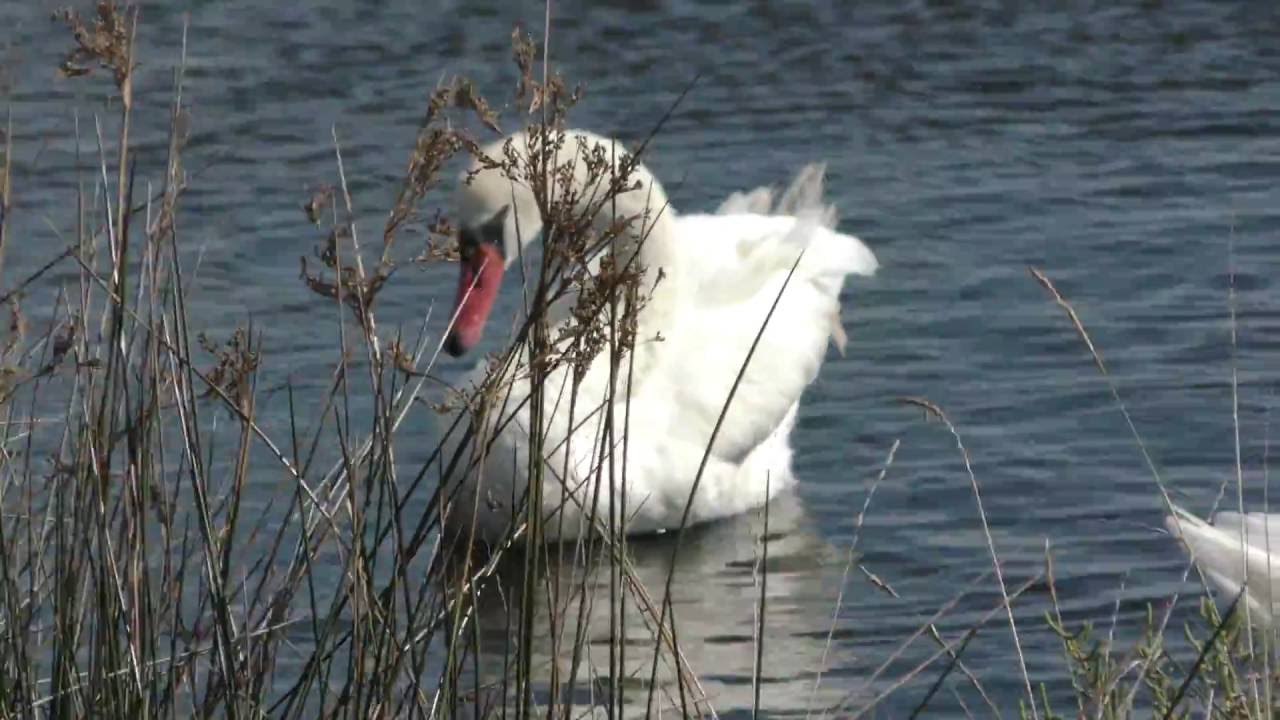 Vid&eacute;o de La Palissade - salins de Giraud - Arles- Camargue -2016