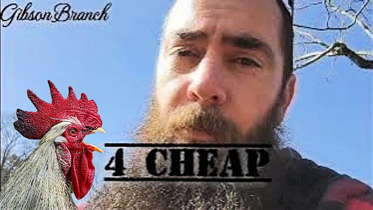 Top 10 Reasons You SHOULD have CHICKENS!