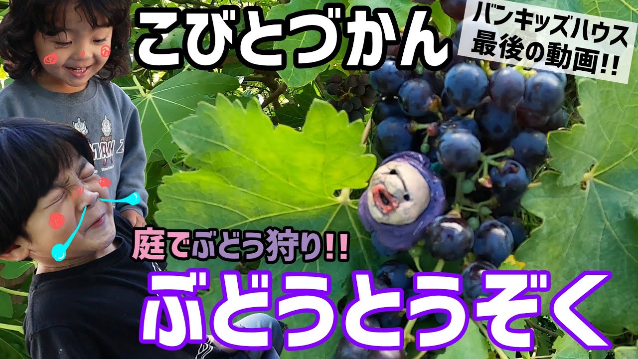 【こびとづかん】庭でぶどう狩り!!バンキッズハウス最後の動画!!