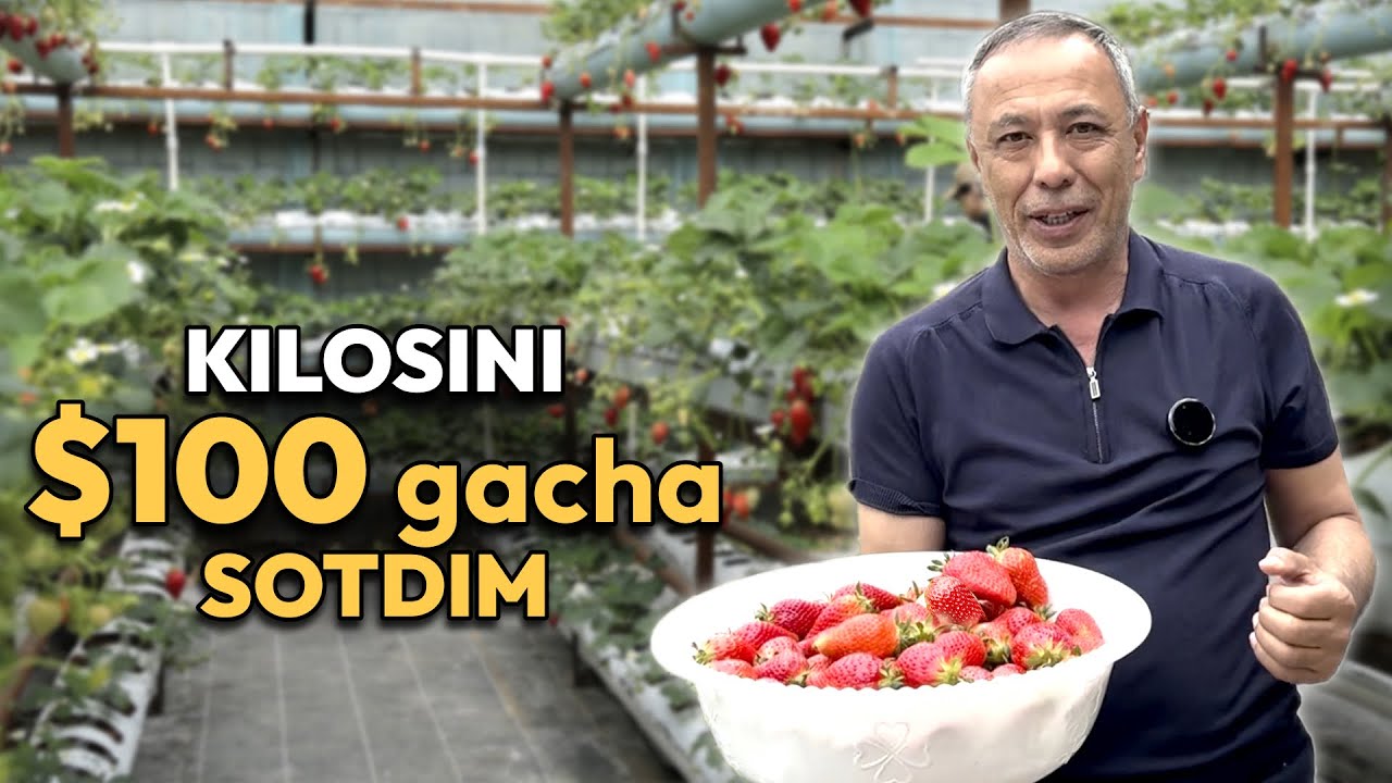 To‘rt donasi 200 ming so‘m — issiqxonada qulupnay yetishtirish bo‘yicha mutaxassisdan tavsiyalar
