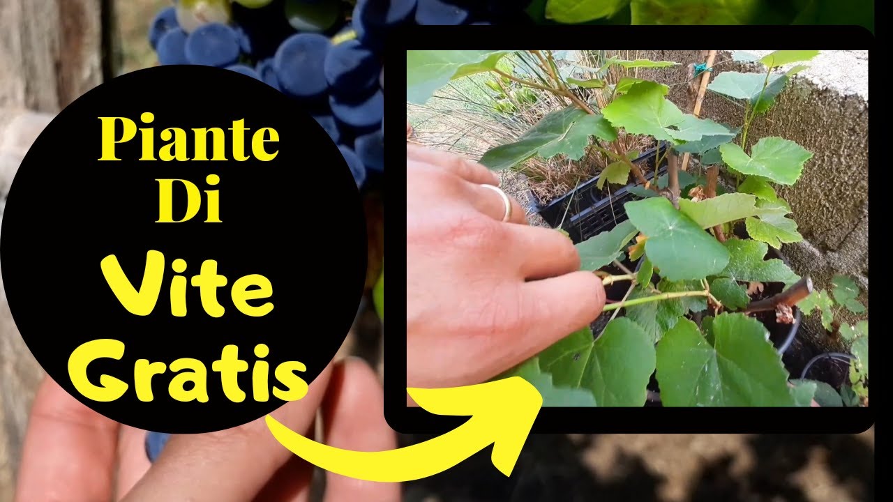 Talea Di Vite - ECCO COME FARE TANTE TALEE