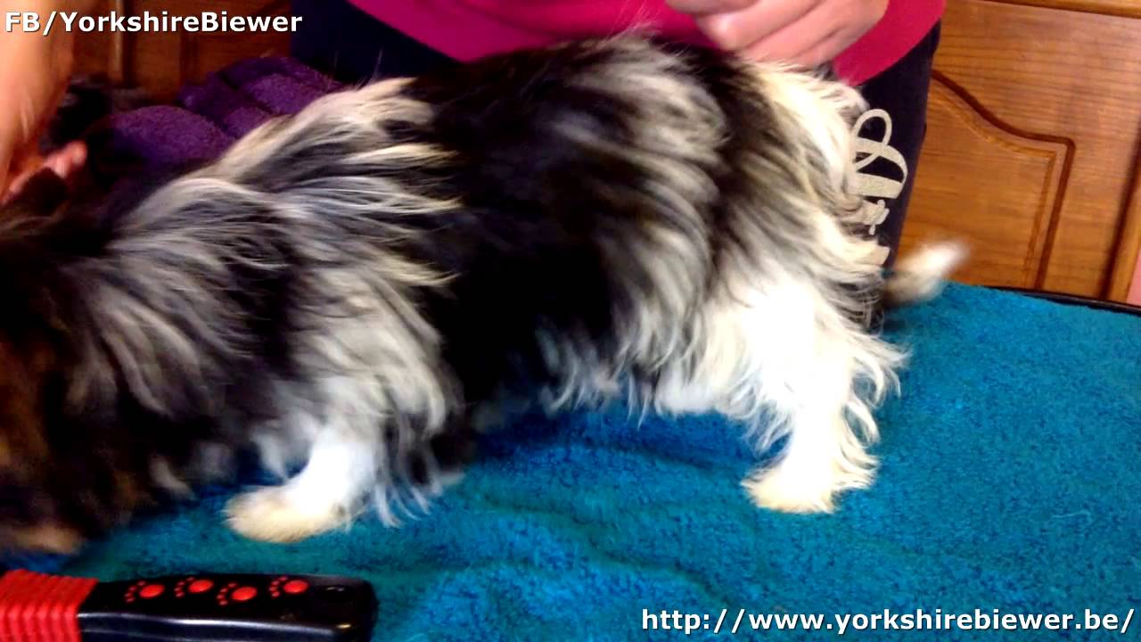 Bain et toilettage de Taylor (chiot yorkshire Biewer)