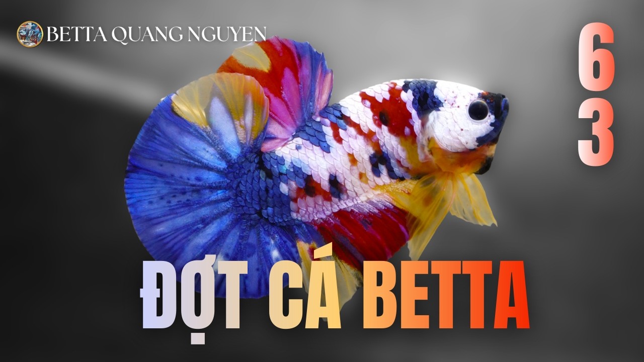 Đợt Cá Betta Vip Ngày 6 Tháng 3 - NHỮNG SIÊU PHẨM CÁ BETTA