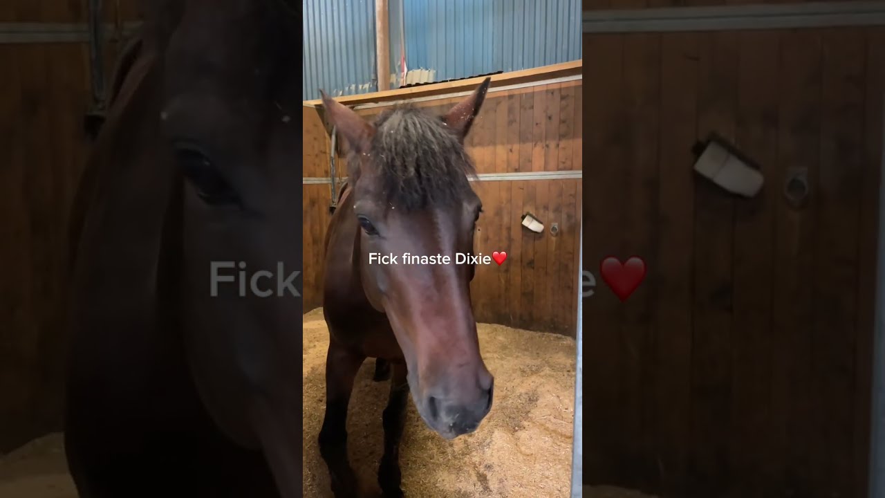Ranchens ridläger vecka 29❤️ 2024