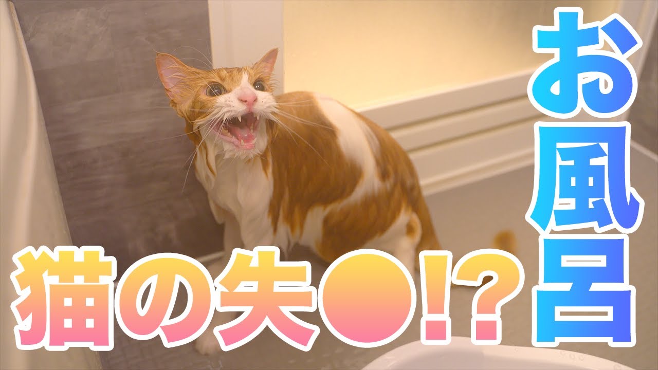 久しぶりのお風呂で思わず失禁しちゃった猫（笑）【スコティッシュフォールド】/【Scottish Fold Cat】