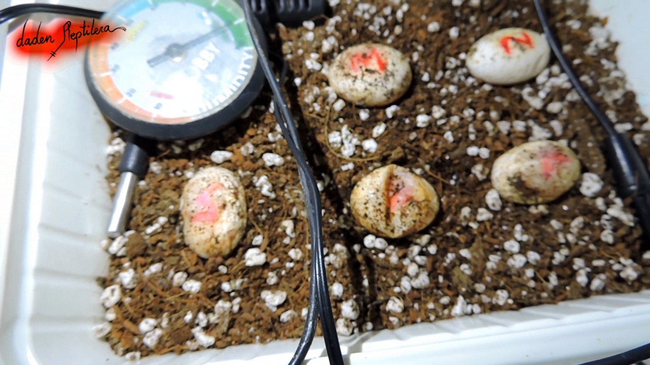 Incubadora Casera Básica | daden Reptilera