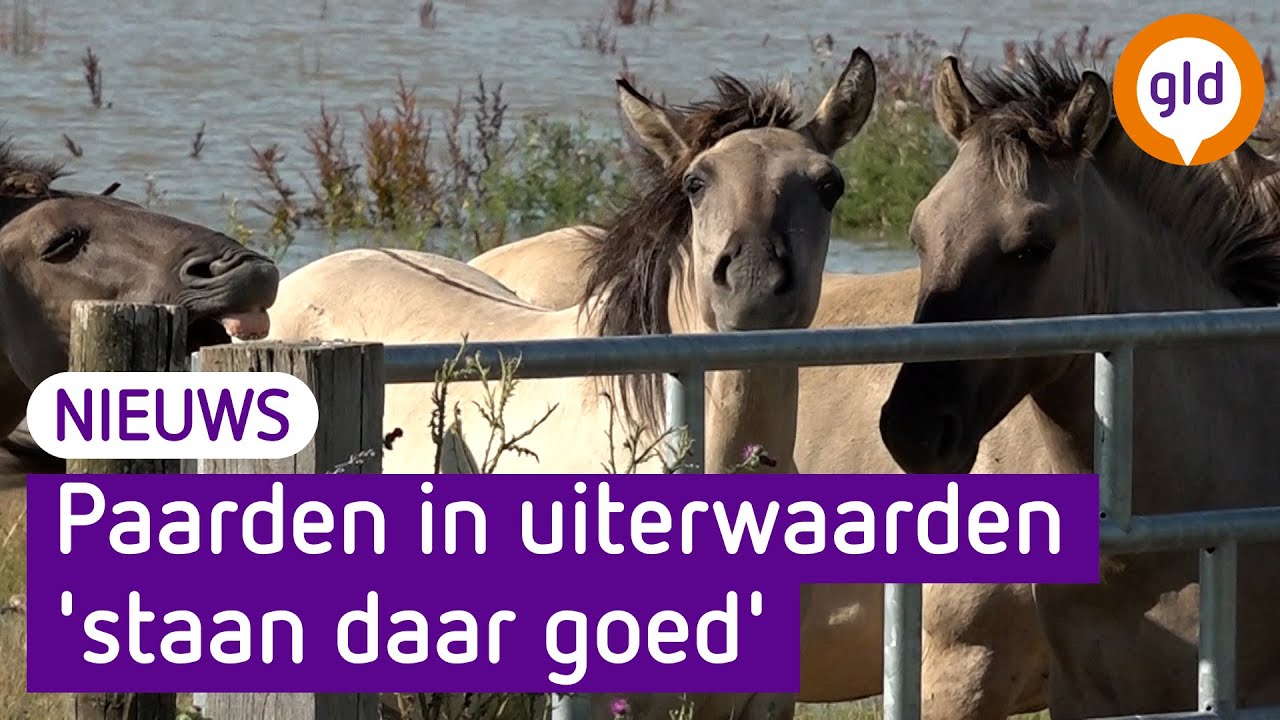Hoogwater geen gevaar voor dieren uiterwaarden Weurt