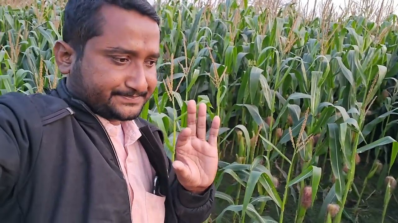 बस एक रासायनिक खाद से चौगुनी उपज बढ़ा देती है 1 एकड़ में 85 क्विंटल मक्का उपज होगा