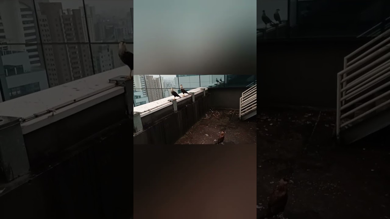 Carcara pertence a família dos falcões, lembra uma águia ou gavião 