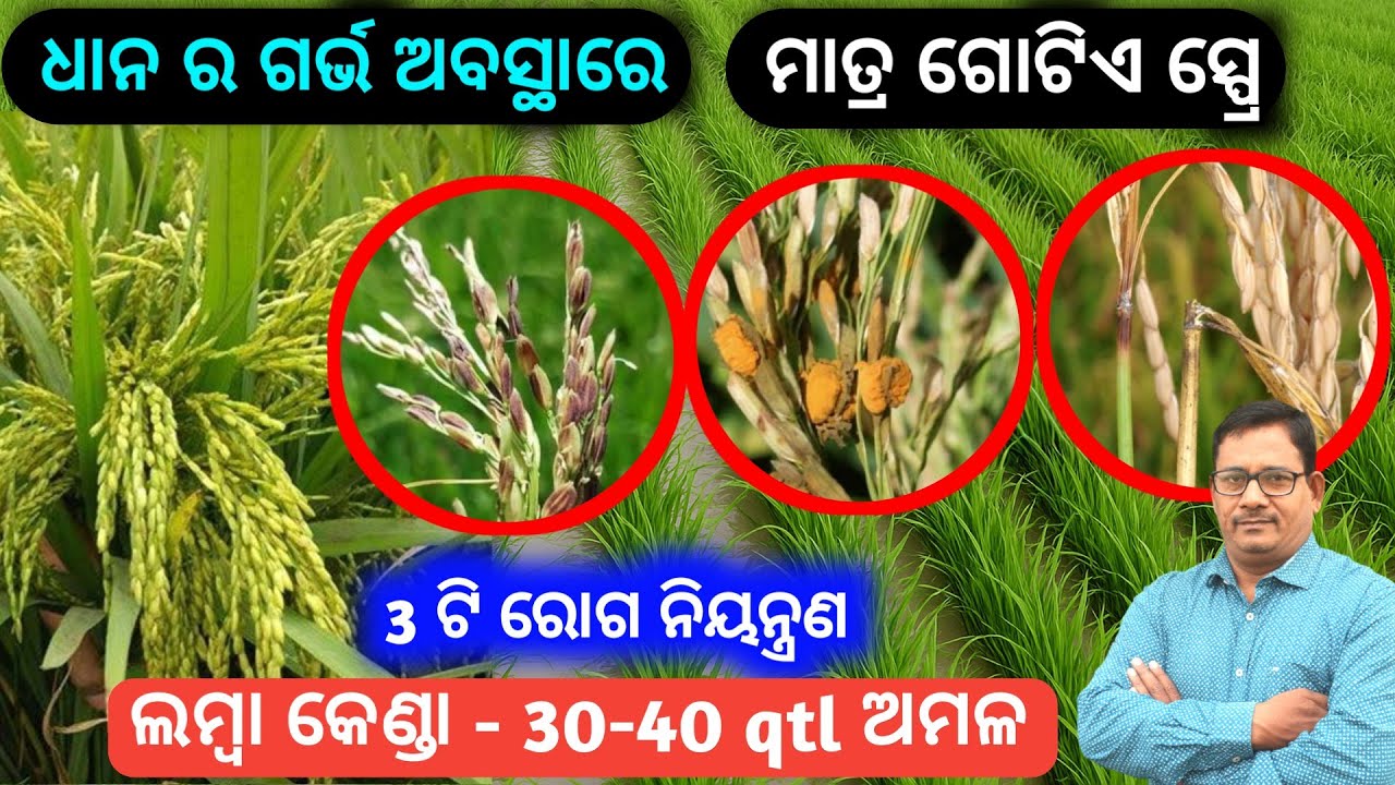 ଧାନ ର ଗର୍ଭ ଅବସ୍ଥାରେ ମାତ୍ର ଗୋଟିଏ ସ୍ପ୍ରେ 3 ଟି ରୋଗ ନିୟନ୍ତ୍ରଣ 30-40 qtl ଅମଳ
