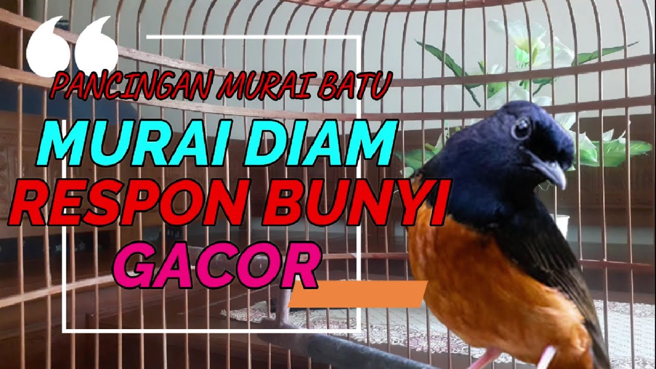 SERIUS, DICOBA PANCINGAN MURAI INI, pasti murai tak tahan diam #shamabird