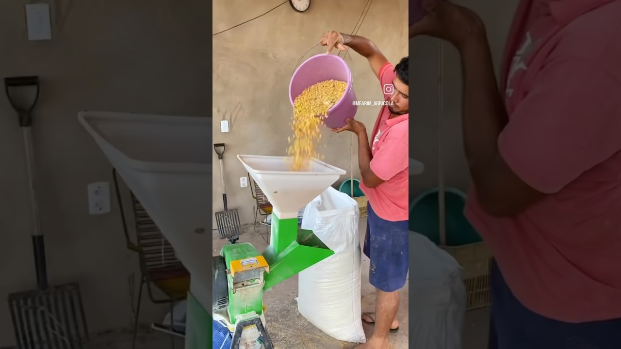Triturando milho para os garrotes do confinamento 😃 #ch&aacute;cara #comofazer #milho #animais