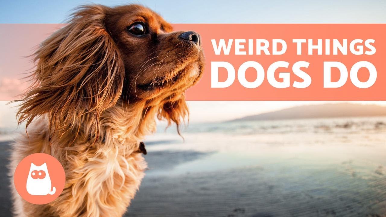 8 STRANGE DOG BEHAVIORS Explained 🐶