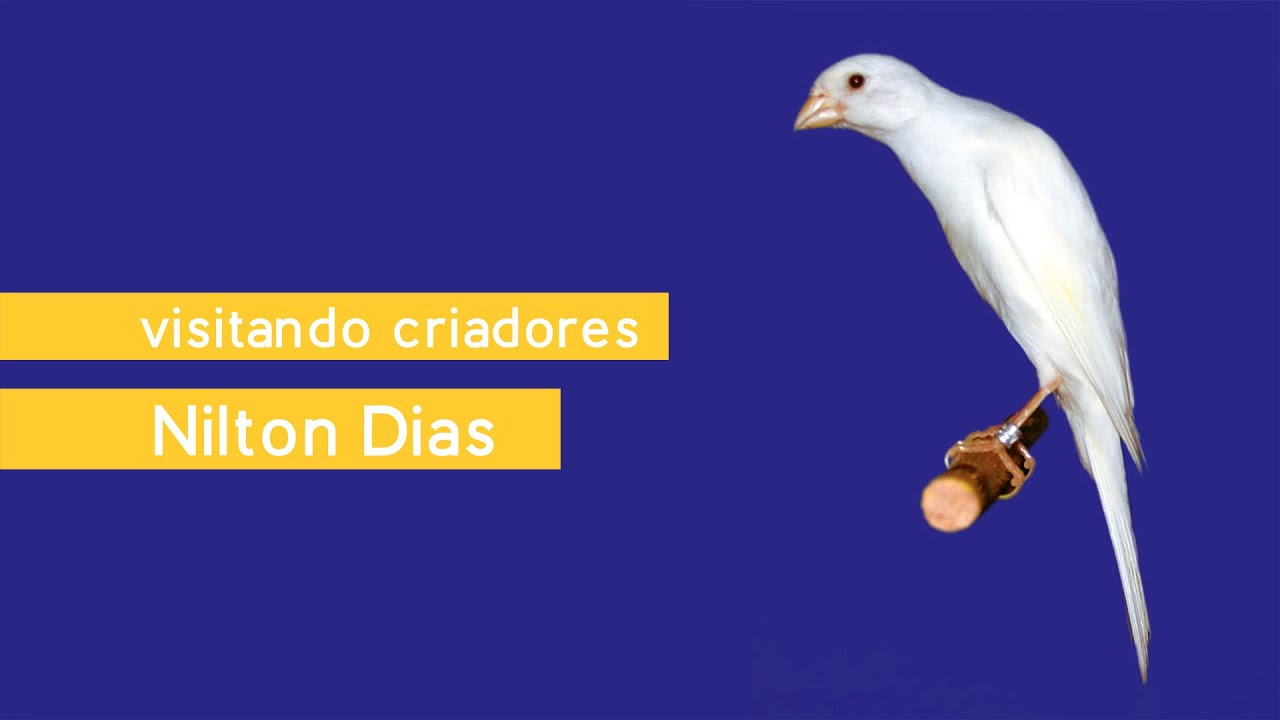 Visitando Criadores - Nilton Dias - Canários de Cor & Porte