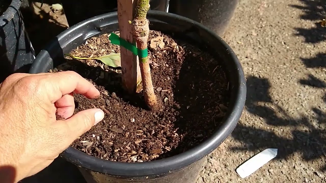 Choosing the best avocado tree at a nursery