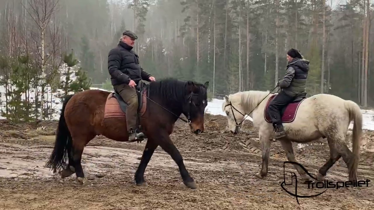 Tarzan the future jousting horse training with Pelle in trot