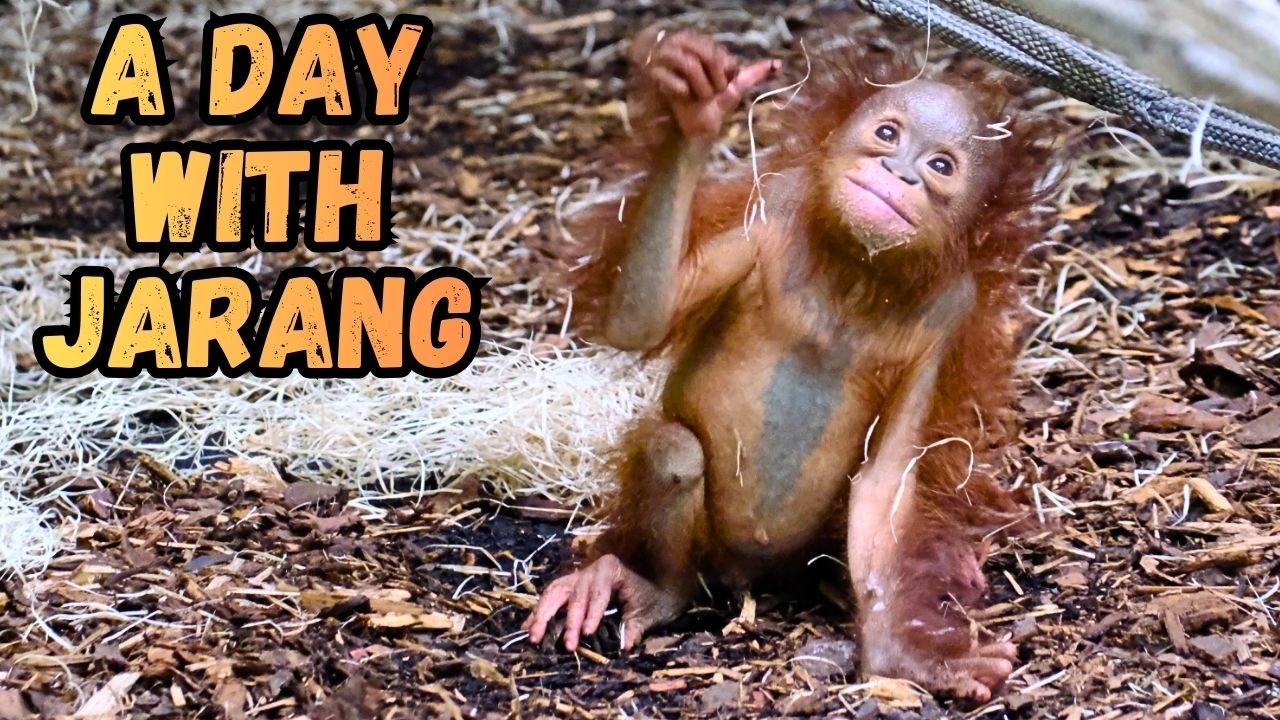 A Day With Baby Orangutan Jarang