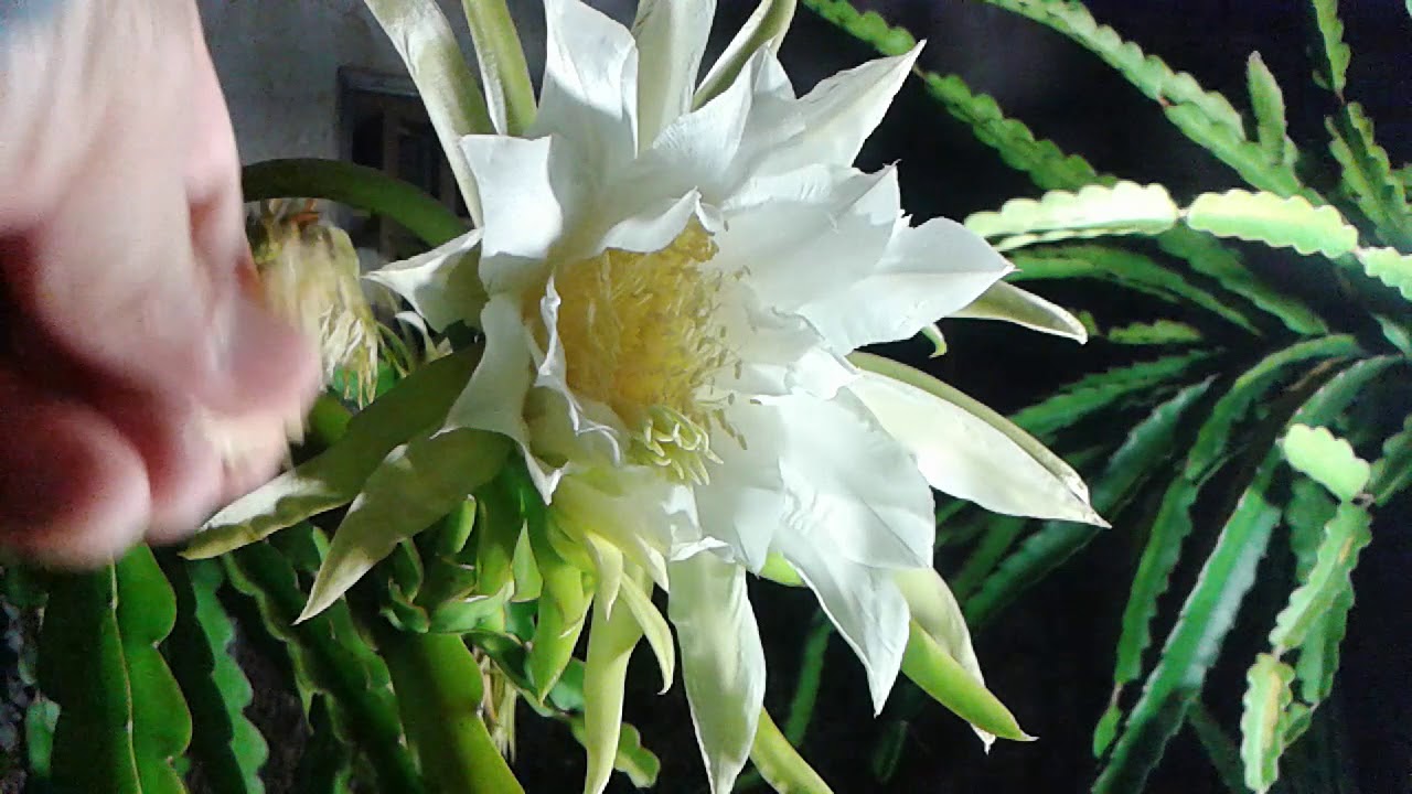 No pollens,  no pollination,  no dragon fruit