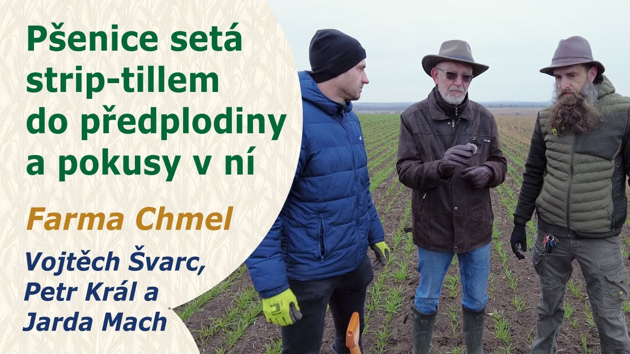 Ozimá pšenice – po hrachu v suchém podzimu – Farma Chmel. Vojtěch Švarc, Petr Král a Jarda Mach.