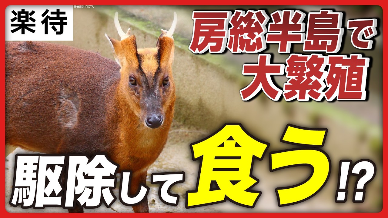 【外来種】キョン駆除のリアル…食べてみた結果。千葉で急増の原因は「人間のエゴ」