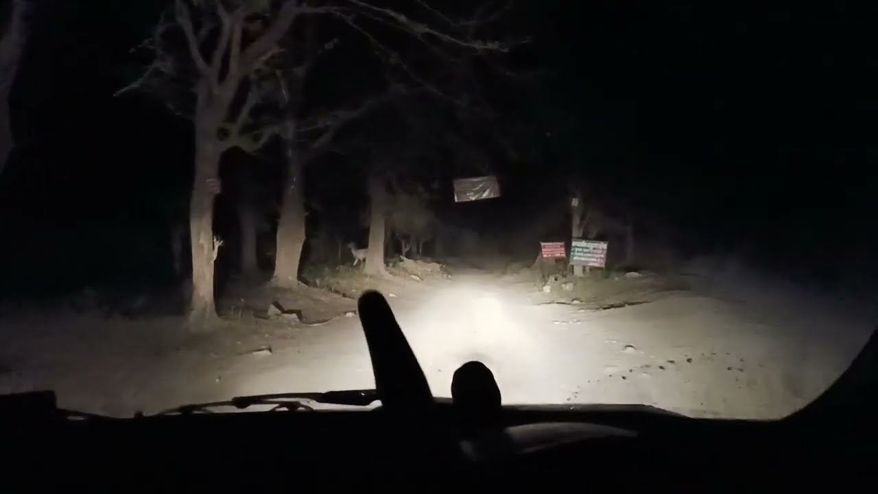 NIGHT Drive , Spotted Sambar Deer Wild Elephant Charge in the Forest Real Encounter & Survival Tips
