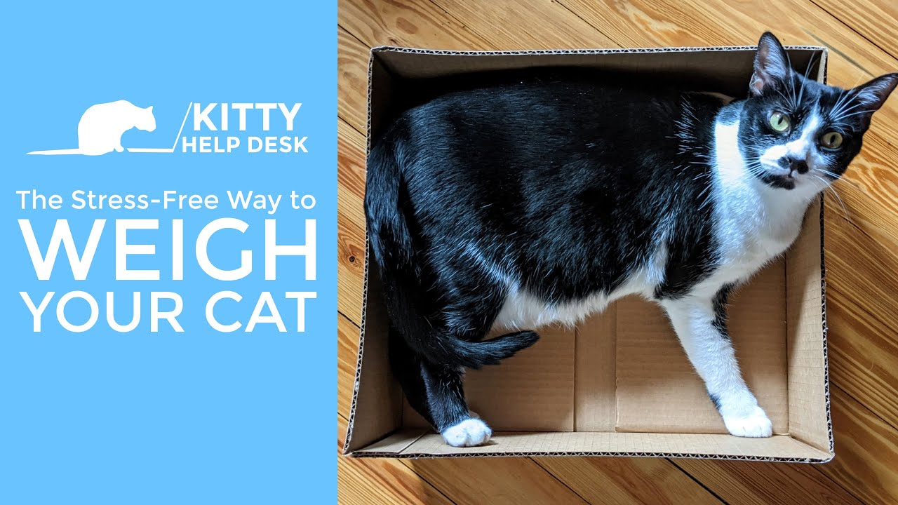 The Stress-Free Way to Weigh Your Cat