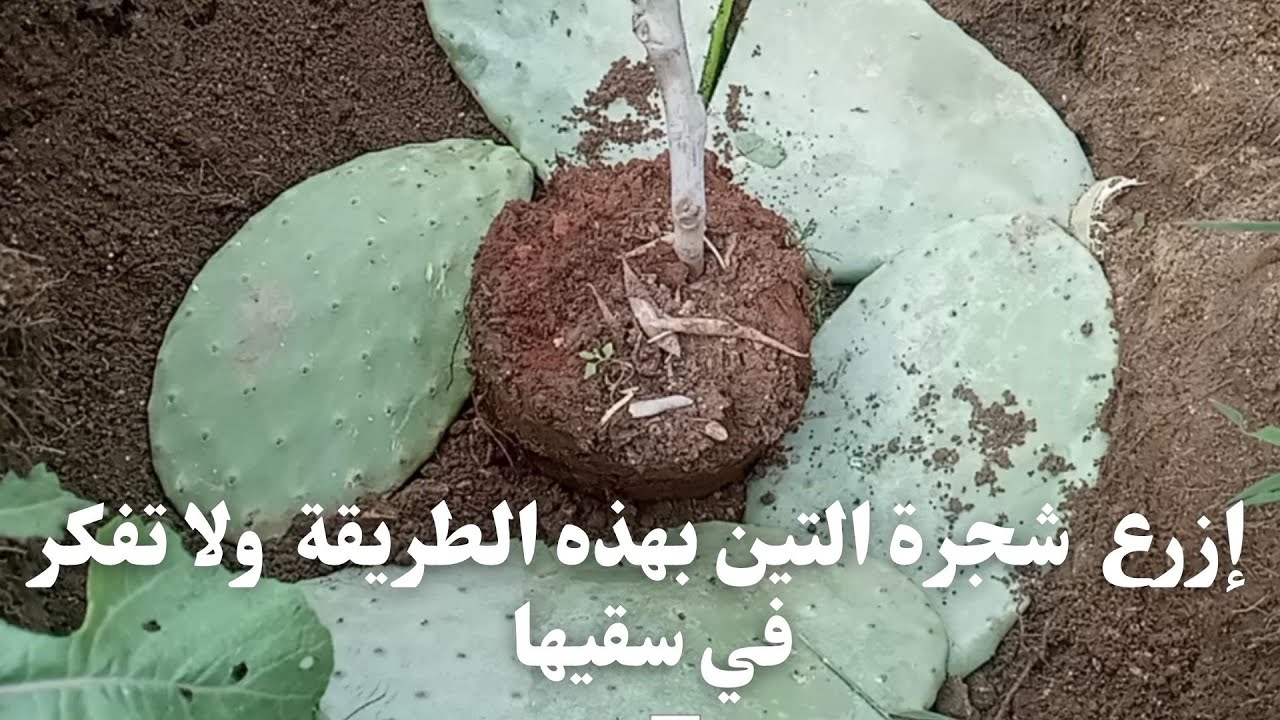 طريقة عبقرية لزراعة أشجار التين /افضل طريقة ناجحة  لزراعة اشجار التين في المناطق الحارة والصحراوية .