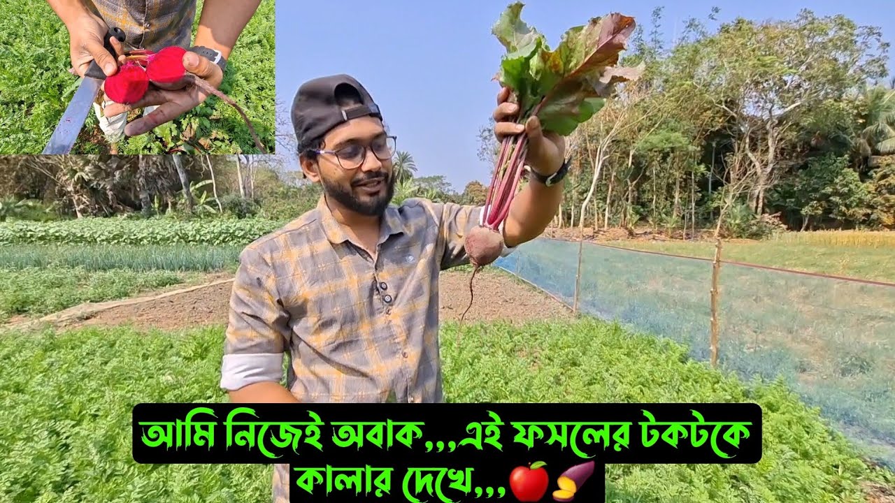 আমি নিজেই অবাক,,,এই ফসলের টকটকে কালার দেখে,,,🍎🍠