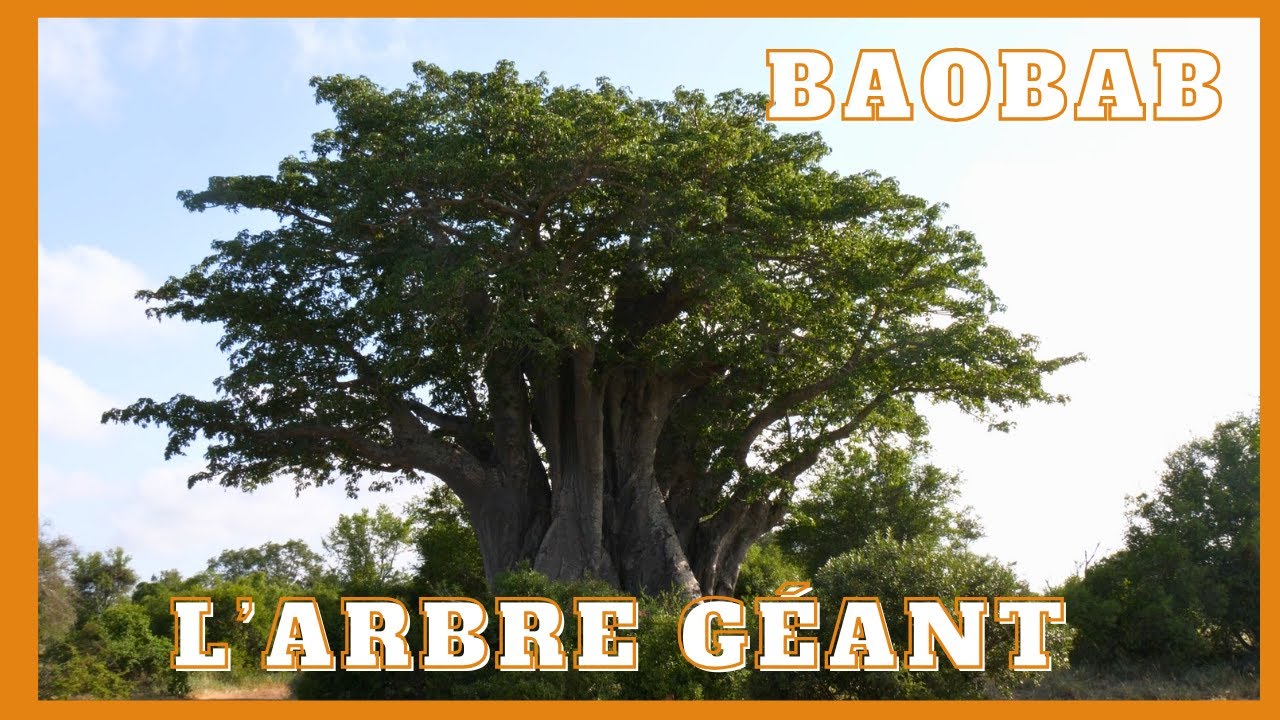 Le baobab africain