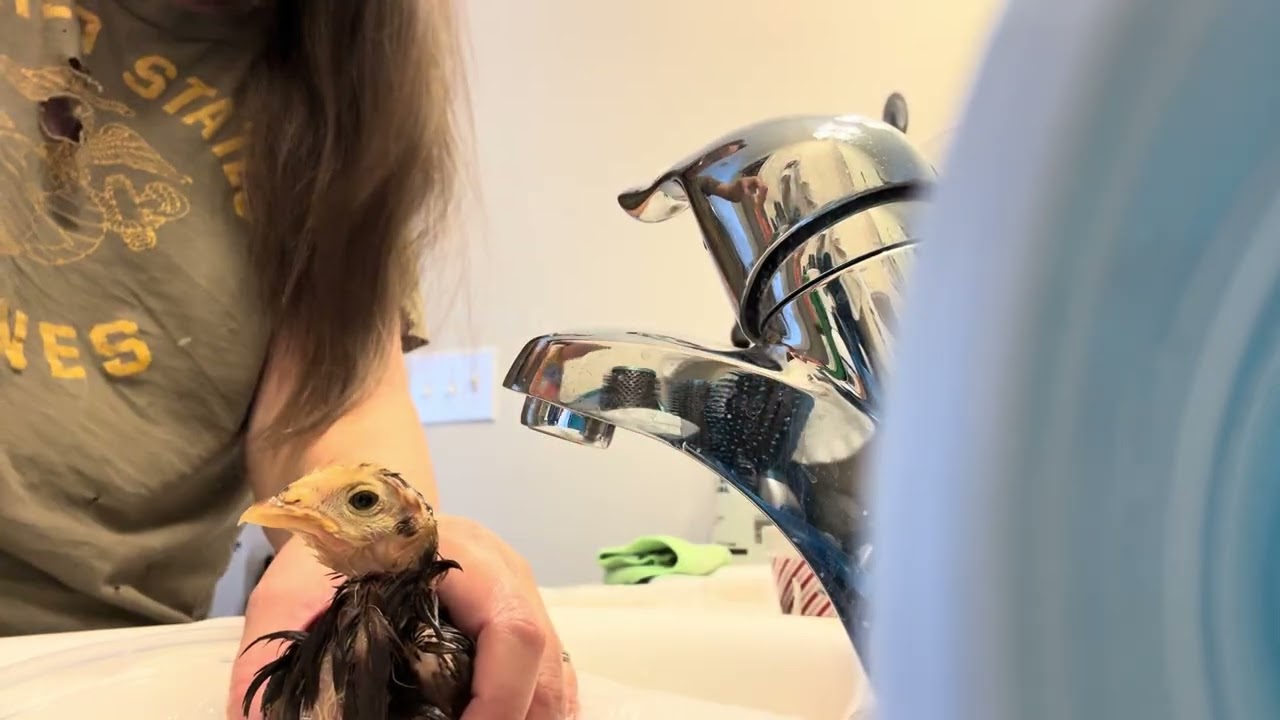 Baby Chick Reese’s Cup how to bath a injured chick video 1 (6)￼
