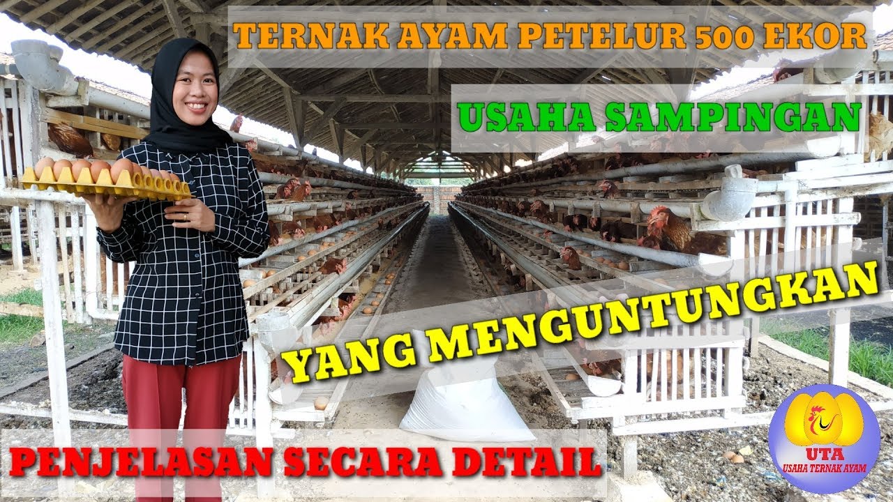 CARA USAHA TERNAK AYAM 500 EKOR DARI AWAL SAMPAI MENDAPAT PENGHASILAN